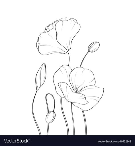 Poppies Royalty Free Vector Image - VectorStock