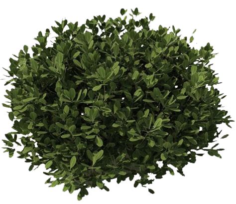 Bushes PNG Images Transparent Free Download