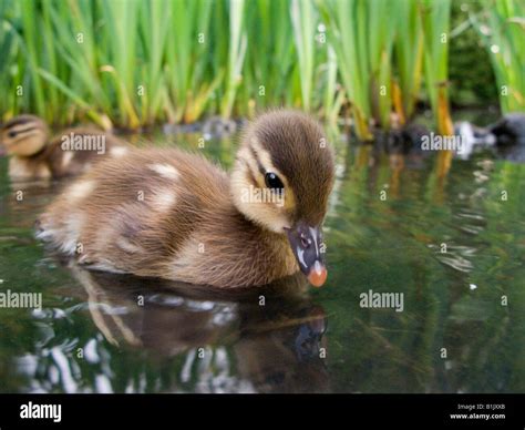 Mandarin Duck duckling chick paddling in water Stock Photo: 18241283 - Alamy