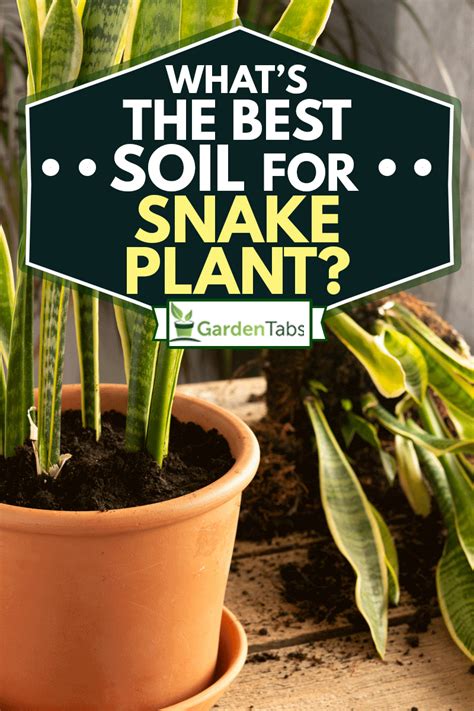 What's The Best Soil For Snake Plants?