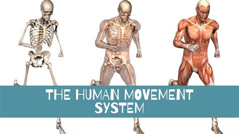 THE HUMAN MOVEMENT SYSTEM| SKELETAL MUSCULAR & NERVOUS SYSTEM | HINDI | BASICS | KAMAL SAINI ...