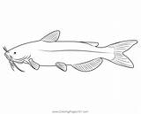 Free Catfish Coloring Pages 2025 sketch template