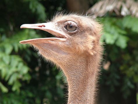 Ostrich Head Detail Free Photo Download | FreeImages