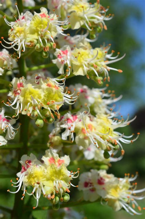 Aesculus turbinata - Japanese Chestnut - Jurassicplants Nurseries