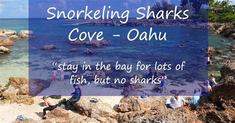 Snorkeling Sharks Cove Is Popular And Worth The Trip