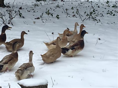 snow_ducks - Sun Love Farm