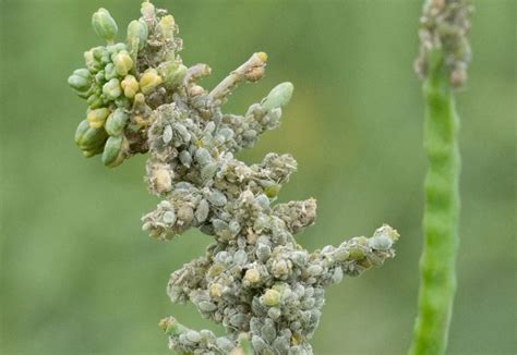 Cabbage Aphids | Insect Control | Bayer Crop Science New Zealand