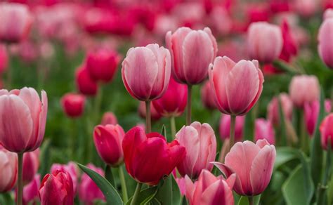 Download Close-up Pink Flower Flower Nature Tulip HD Wallpaper