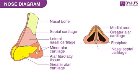 Parts Of Nose And Its Function