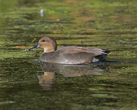 Gadwall - Facts, Diet, Habitat & Pictures on Animalia.bio