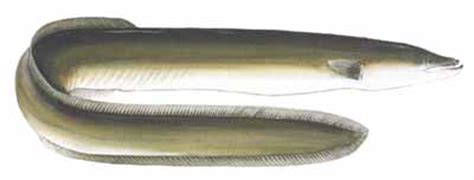 ANGUILLIDAE (SIDHAT - 鳗 - EEL): SIDHAT AMERIKA - American Eel - Anguilla rostrata - 美洲鳗