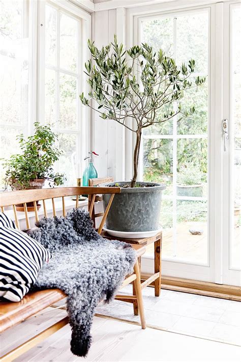 Olive Trees Indoors: Our Best Tips for Care & Growing | Apartment Therapy