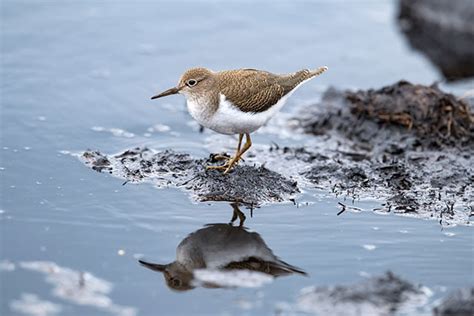 Common Sandpiper | Bird Identification Guide | Bird Spot