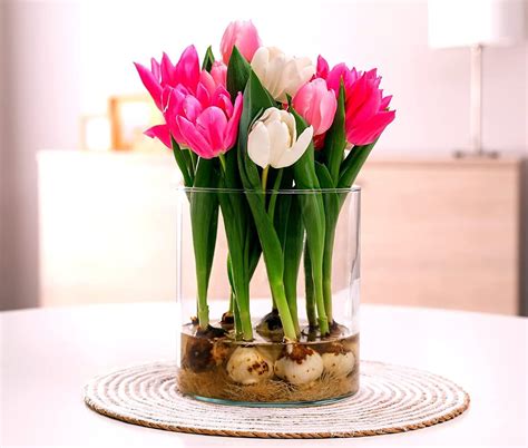 Amazon.com : Pre-Chilled Tulip Bulbs for Forcing - Grow Indoors in Just Water - Mixed Color ...