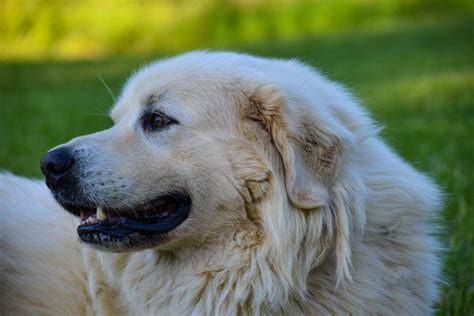 Pyrenean Mountain Dog Mix