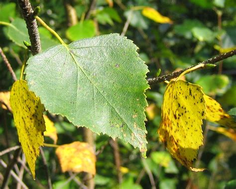 Yellow birch tree leaf | What this mean... | julukustavisuomi | Flickr