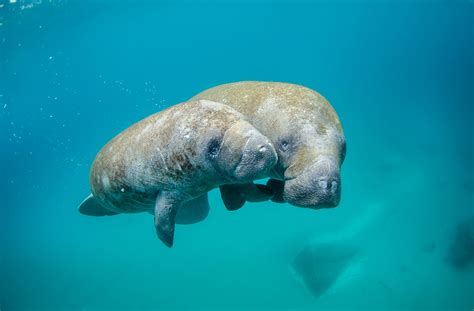 STATE & FEDS TEAM UP TO COMBAT RISING MANATEE DEATHS