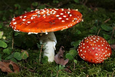 Characteristics, effects and properties of Amanita muscaria | Jardineria On