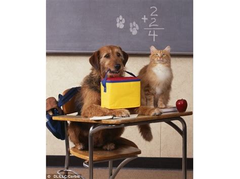 Back to School-Pet Tips - Northridge, CA Patch