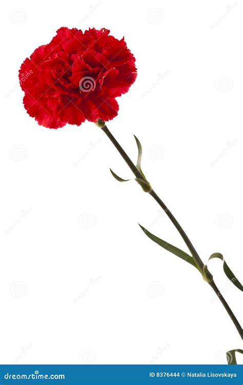 Red carnation flower stock photo. Image of fresh, plant - 8376444