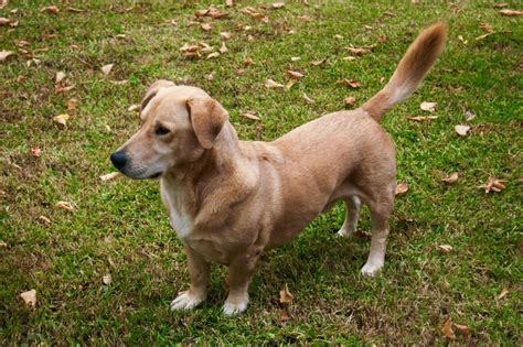 Israbi: Bassador Basset Hound Lab Mix