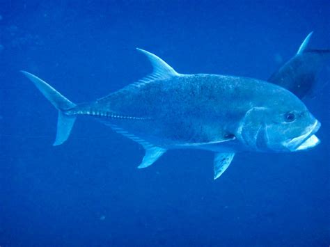 Giant Trevally - ZooChat