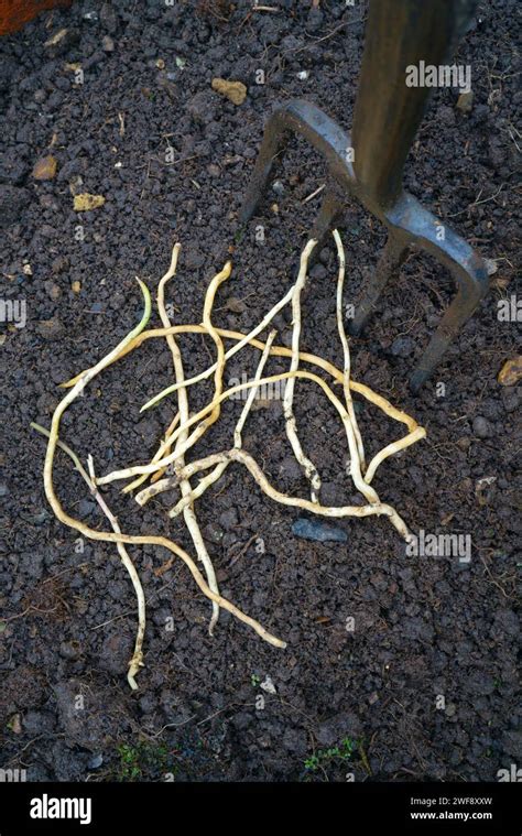 Bindweed roots dug from a garden Stock Photo - Alamy