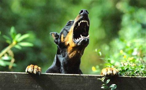 Doberman Pinscher - An ideal guard dog breed