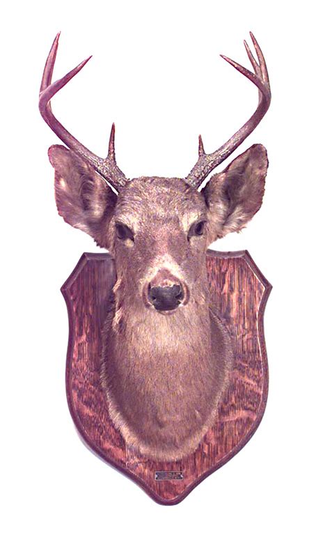 Rustic mounted deer head taxidermy