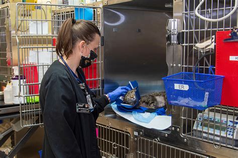 Purdue University’s Veterinary Hospital presses on to continue treating ...