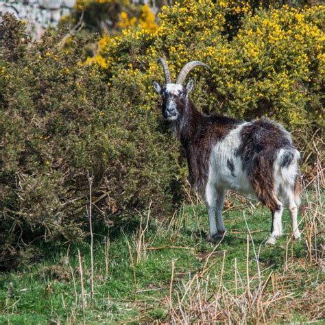 Feral Goat herds of the Cheviots, Northumberland. | Goat herding, Goats, Herding