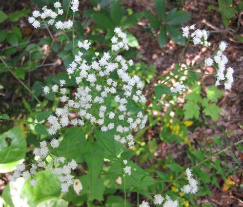 White snakeroot Poisoning in Horses