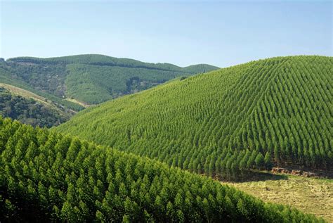 Eucalyptus Plantations In Brazil Photograph by Fernandopodolski - Pixels