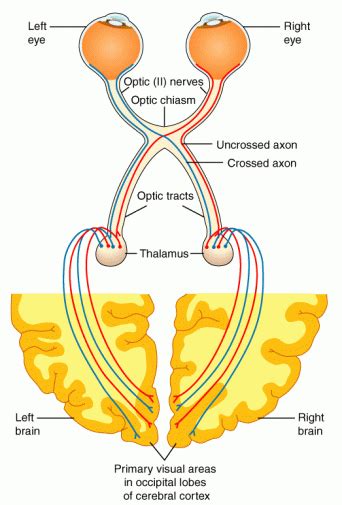 Subthalamus | Facts, Anatomy, Function, Position & Summary