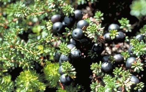 Crowberry Syrup | Edible Alaska