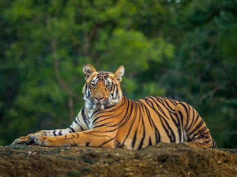 Royal Bengal Tiger | How they look like? What they Eat? & Unique Facts