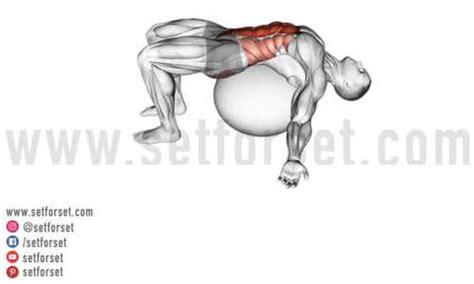 11 Best Rectus Abdominis Exercises & Stretches - SET FOR SET