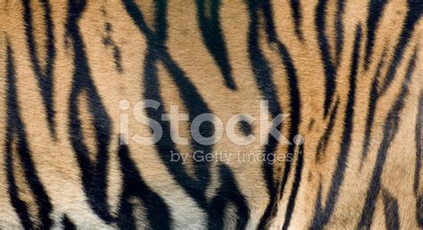 Bengal Tiger Fur Close Up Stock Photo | Royalty-Free | FreeImages