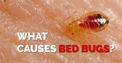 What Causes Bed Bugs – And How to Get Rid of Them