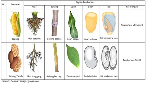 Contoh Tumbuhan Monokotil Contoh Tumbuhan Monokotil Pengertian Sexiz Pix | The Best Porn Website