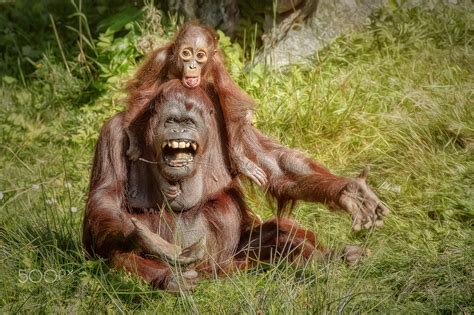 apes, Animals, Baby animals, Orangutans Wallpapers HD / Desktop and ...