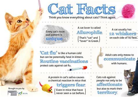 Cat Facts | Cat facts, Cat facts text, Cats