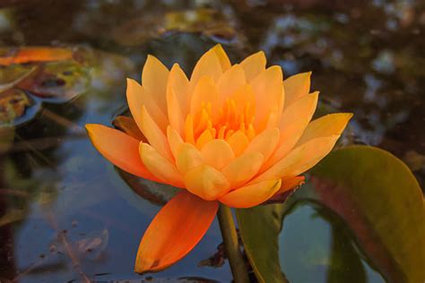 Beautiful Water Lily Orange Lotus Flowers Stock Photos, Pictures & Royalty-Free Images - iStock