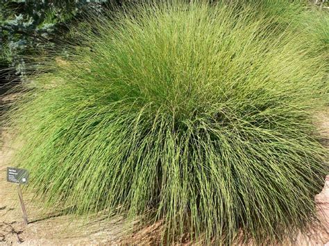 Muhlenbergia rigens | California plants, California native plants, Plants