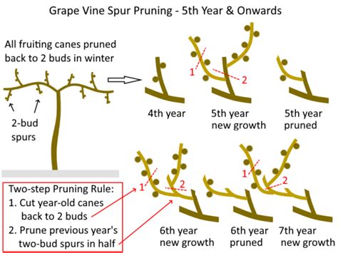 How to Prune Grape Vines – Cane and Spur Pruning Explained – Deep Green ...