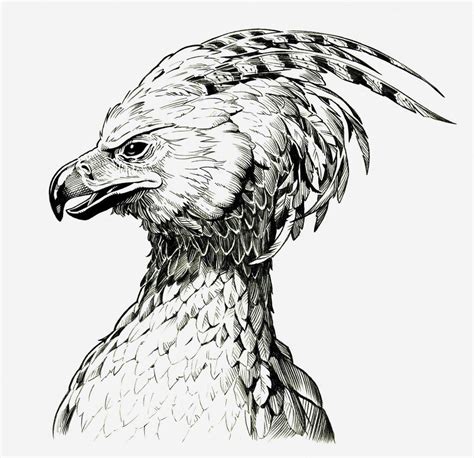 FAWKES THE PHOENIX | Harry potter art drawings, Harry potter drawings, Harry potter sketch