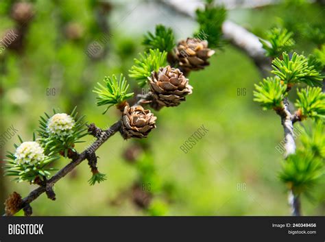 European Larch Tree ( Image & Photo (Free Trial) | Bigstock