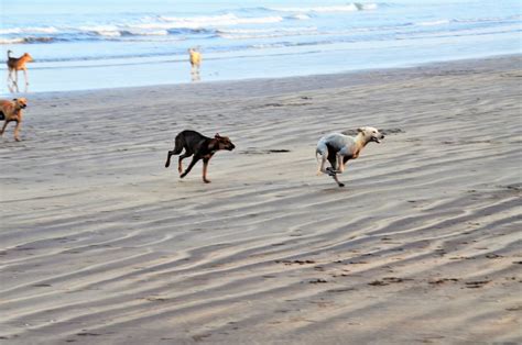 Free stock photo of beach, chase, dog