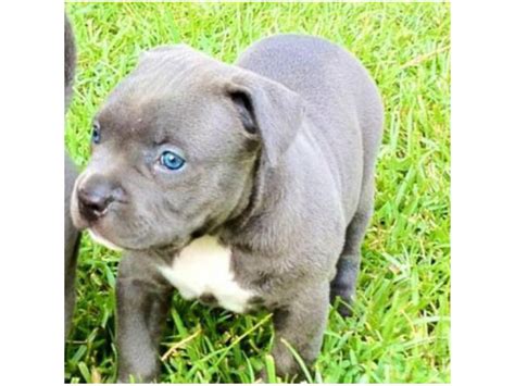 Royal Blue Pitbull Puppies Colorado Springs - Puppies for Sale Near Me