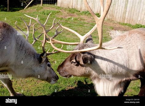 Reindeer Male and Female Closeup of Heads and Antlers Stock Photo - Alamy